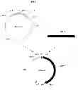 Fig. 02 - Herbicide-resistant proteins, encoding genes, and uses thereof