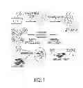 Fig. 02 - Mutations in pancreatic neoplasms