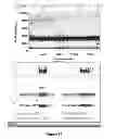 Fig. 12 - COMPOSITIONS, SYSTEMS AND METHODS FOR DROPLET FORMATION, SPACING AND DETECTION