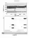 Fig. 13 - COMPOSITIONS, SYSTEMS AND METHODS FOR DROPLET FORMATION, SPACING AND DETECTION