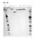 Fig. 24 - Methods for the generation of multispecific and multivalent antibodies