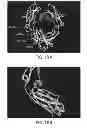 Fig. 19 - Immunoglobulin Fc libraries