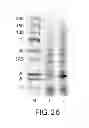 Fig. 32 - Immunoglobulin Fc libraries