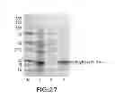 Fig. 33 - Immunoglobulin Fc libraries