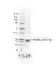 Fig. 34 - Immunoglobulin Fc libraries