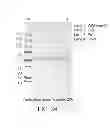 Fig. 43 - Immunoglobulin Fc libraries