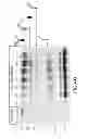 Fig. 49 - Immunoglobulin Fc libraries