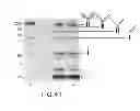 Fig. 50 - Immunoglobulin Fc libraries
