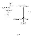 Fig. 02 - Mercury methylation genes in bacteria and archaea