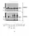 Fig. 08 - Methods and kits for 3′-end-tagging of RNA
