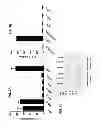Fig. 10 - Apolipoprotein E polypeptides and their use