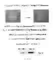 Fig. 04 - FGF-9 AND ITS USE RELATING TO BLOOD VESSELS