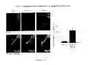 Fig. 08 - FGF-9 AND ITS USE RELATING TO BLOOD VESSELS