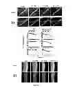 Fig. 10 - FGF-9 AND ITS USE RELATING TO BLOOD VESSELS