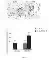 Fig. 14 - FGF-9 AND ITS USE RELATING TO BLOOD VESSELS