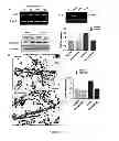 Fig. 16 - FGF-9 AND ITS USE RELATING TO BLOOD VESSELS