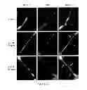 Fig. 20 - FGF-9 AND ITS USE RELATING TO BLOOD VESSELS