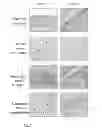 Fig. 08 - Viral inactivated biological mixture