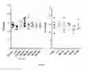 Fig. 52 - GHRH agonists for the treatment of ischemic disorders