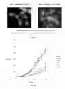 Fig. 08 - Materials and Methods Related to Sodium/Potassium Adenosine Triphosphatase and SRC