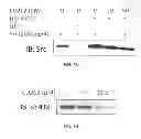 Fig. 09 - Materials and Methods Related to Sodium/Potassium Adenosine Triphosphatase and SRC
