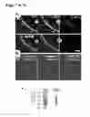 Fig. 09 - COMPOSITIONS AND METHODS FOR CaMKII INHIBITORS AND USES THEREOF