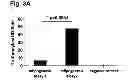 Fig. 04 - Peptides that stimulate subcutaneous adipogenesis