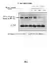Fig. 02 - POLYPEPTIDE, NUCLEOTIDE SEQUENCE THEREOF, AND METHOD FOR USING THE SAME FOR PREVENTING DNA SYNTHESIS AND INHIBITING CELL PROLIFERATION