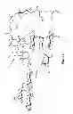 Fig. 07 - CYTOPROTECTIVE DERIVATIVES OF AVICIN D AND METHODS OF MAKING AND USING THEREOF