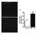 Fig. 01 - Methods and compositions for stimulation and enhancement of regeneration of tissues
