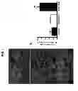Fig. 06 - Methods and compositions for stimulation and enhancement of regeneration of tissues