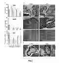 Fig. 02 - THERAPEUTIC AGENT FOR ECTOPIC PREGNANCY