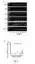 Fig. 09 - THERAPEUTIC AGENT FOR ECTOPIC PREGNANCY