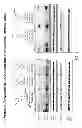 Fig. 04 - Rho kinase inhibitors and methods of use