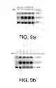 Fig. 06 - METHODS FOR TREATING VASCULAR LEAK SYNDROME