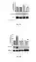 Fig. 05 - Methods of treating hemoglobinopathies
