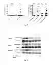 Fig. 10 - Methods of treating hemoglobinopathies