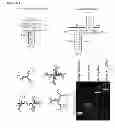 Fig. 07 - pRNA multivalent junction domain for use in stable multivalent RNA nanoparticles