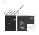 Fig. 28 - pRNA multivalent junction domain for use in stable multivalent RNA nanoparticles