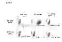 Fig. 29 - pRNA multivalent junction domain for use in stable multivalent RNA nanoparticles