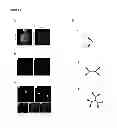 Fig. 53 - pRNA multivalent junction domain for use in stable multivalent RNA nanoparticles