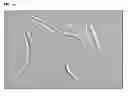 Fig. 02 - NEUROGENESIS SCREENING METHOD AND USES THEREOF