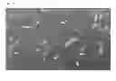 Fig. 03 - NEUROGENESIS SCREENING METHOD AND USES THEREOF