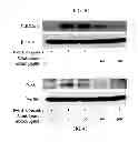 Fig. 07 - PHARMACEUTICAL COMPOSITION CONTAINING OLEANOLIC ACID ACETATE AS AN ACTIVE INGREDIENT FOR PREVENTING OR TREATING TLR- OR IL-6-MEDIATED DISEASES