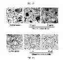 Fig. 28 - PHARMACEUTICAL COMPOSITION CONTAINING OLEANOLIC ACID ACETATE AS AN ACTIVE INGREDIENT FOR PREVENTING OR TREATING TLR- OR IL-6-MEDIATED DISEASES