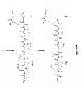 Fig. 05 - Peptide Conjugates and Fluorescence Detection Methods for Intracellular Caspase Assay