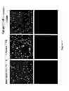 Fig. 11 - Peptide Conjugates and Fluorescence Detection Methods for Intracellular Caspase Assay
