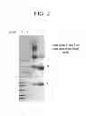 Fig. 03 - Conjugation methods