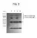 Fig. 09 - Conjugation methods