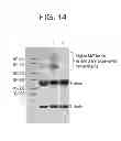 Fig. 15 - Conjugation methods